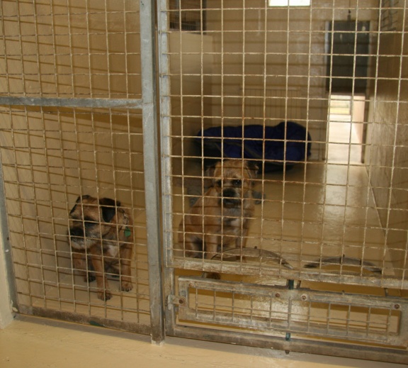 Greenfields Boarding Kennels & Cattery