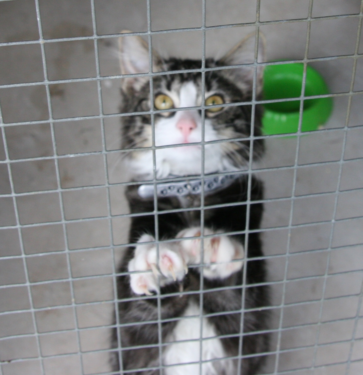 Greenfields Boarding Kennels & Cattery