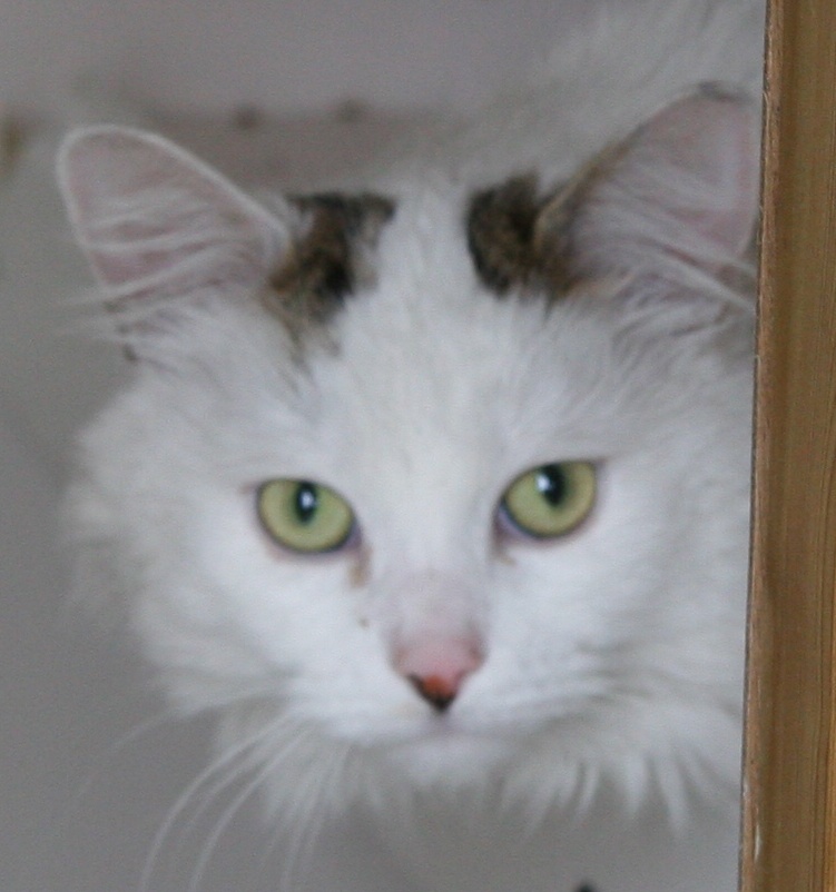 Greenfields Boarding Kennels & Cattery